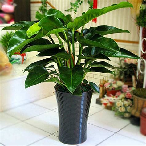 植物盆栽|盆栽植物大全（100种室内盆栽花草）